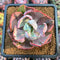Echeveria 'Beyonce' Variegated 3" *Blemished* Succulent Plant Cutting