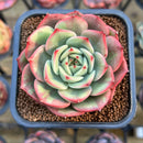 Echeveria Agavoides 'Starboss' Variegated 2" Succulent Plant Cutting