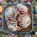 Echeveria 'Minima' 2"-3" Succulent Plant Cutting