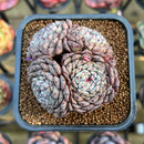 Echeveria 'Minima' 2"-3" Succulent Plant Cutting