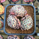 Echeveria 'Minima' 2"-3" Succulent Plant Cutting