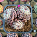 Echeveria 'Minima' 2"-3" Succulent Plant Cutting