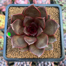Echeveria 'Sky Lantern' 2"-3" Succulent Plant Cutting