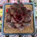 Echeveria 'Sky Lantern' 2"-3" Succulent Plant Cutting