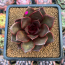 Echeveria 'Sky Lantern' 2"-3" Succulent Plant Cutting