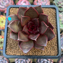 Echeveria 'Sky Lantern' 2"-3" Succulent Plant Cutting