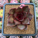 Echeveria 'Sky Lantern' 2"-3" Succulent Plant Cutting