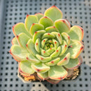 Echeveria 'Chrome Heart' 2"-3" Succulent Plant