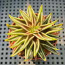 Echeveria Lutea 2"-3" (100% Grown In House) Succulent Plant