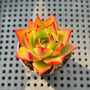 Echeveria Agavoides 'Matador' 1"-2" Succulent Plant