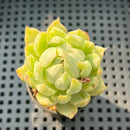 Echeveria Agavoides 'Queens Maria' Variegated 1"-2" Succulent Plant