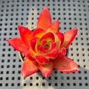 Echeveria Agavoides 'Talon' 1"-2" (Changhee Hybrid) Succulent Plant