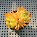 Echeveria 'Forte' 2" Succulent Plant