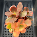 Echeveria 'Primadonna' Variegated 4" Cluster (100% Grown In House) Succulent Plant