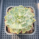 Echeveria 'Shaviana' Carunculated 3" Succulent Plant