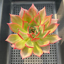 Echeveria 'Bouquet' 3"-4" Succulent Plant