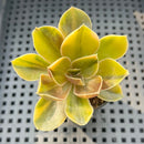 Echeveria 'Black Rose' Variegated 1"-2” Succulent Plant