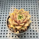 Echeveria ‘Mysterious Rose’ Hybrid 1"-2” Succulent Plant