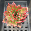 Echeveria 'Bouquet' 3"-4" Succulent Plant