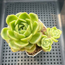 Echeveria 'Apple Lime' 2"-3" Succulent Plant