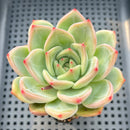 Echeveria 'White Champaign' 3" Succulent Plant