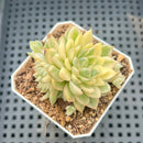 Echeveria 'Mebina' Variegated 1"-2" Cluster Succulent Plant