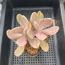 Pachyveria 'Pampoteus' Variegated 3" Succulent Plant
