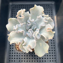 Echeveria 'Crispate Beauty' 3" Succulent Plant