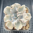 Echeveria 'Crispate Beauty' 3" Succulent Plant