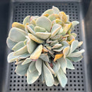 Echeveria 'Bambino' Crested Cluster 4" Succulent Plant