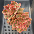 Echeveria 'Painted Frills' 3"-4" (E. shaviana 'Pink Frills' x E. nodulosa) Succulent Plant