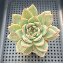 Echeveria 'Diamond Dragon' 2" (Red Dragon Variant) Succulent Plant