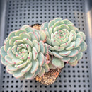 Echeveria 'Minima' 3" Cluster Succulent Plant