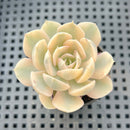 Echeveria Runyonii Variegated (Aka Echeveria 'Akaihosi' Variegated) 1”-2” Succulent Plant
