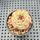Echeveria 'Red Velvet' 1" Succulent Plant