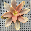 Echeveria Carnicolor 2" (100% Grown In House) Succulent Plant