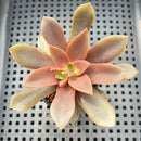 Echeveria Carnicolor 2" (100% Grown In House) Succulent Plant