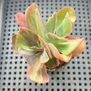 Echeveria 'Goiabinha' Variegated (100% Grown In House) 2" Succulent Plant