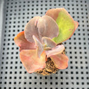 Echeveria 'Goiabinha' Variegated (100% Grown In House) 2" Succulent Plant