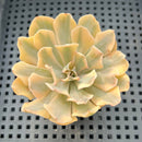 Echeveria 'Saffron' Variegated 2"-3" Succulent Plant