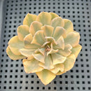 Echeveria 'Saffron' Variegated 2"-3" Succulent Plant
