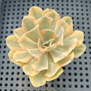 Echeveria 'Saffron' Variegated 2"-3" Succulent Plant