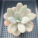 Graptoveria 'Raon' 4" Succulent Plant