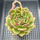 Echeveria Hybrid sp. 2" Succulent Plant