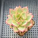 Echeveria 'Diamond Dragon' 2"-3" (Red Dragon Variant) Succulent Plant