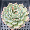 Echeveria 'Black Nail' 3"-4" Succulent Plant