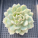 Echeveria 'Green Day' 2"-3" Succulent Plant