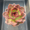 Echeveria 'Homage' 3"-4" Succulent Plant