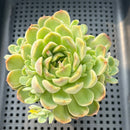 Echeveria 'Minky' 2"-3" Succulent Plant