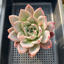 Echeveria 'Purple Champaign' 4" Large Succulent Plant